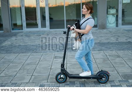 A Woman Rides An Electric Scooter With A Dog In A Backpack. Pappilion Spaniel Continental In A Sling