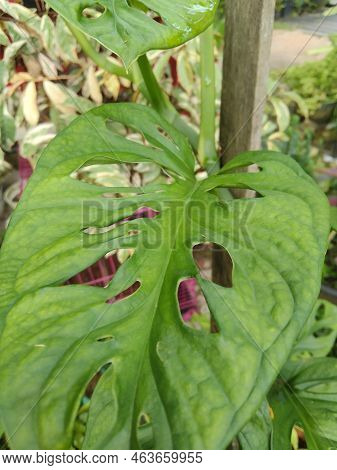Monstera Adansonii (also Called Hollow Widow, Monstera Adanson, Swiss Cheese Plant, Or Five-hole Pla