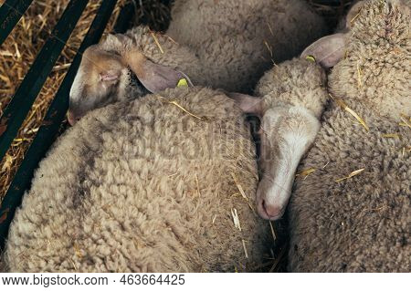Wurtemberg Sheep In Farm Pen, Selective Focus