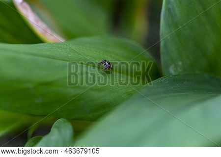 Close Up Little Jumping Spider (salticidae) From Thailand, It Clings On A Leaf On A Blurry Green Bac