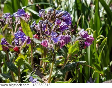 Close-up Shot Of The Bethlehem Sage Or Lungwort (pulmonaria Saccharata Mill.) 'mrs. Moon' Flowering 
