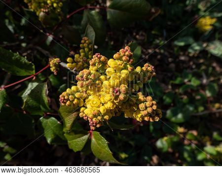 The Evergreen Shrub Oregon Grape Or Holly-leaved Barberry (mahonia Aquifolium) Flowering With Dense 