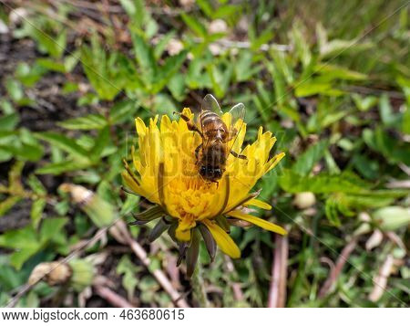 Macro Shot Of A Single Bee Covered With Yellow Pollen On A Yellow Dandellion Flower (lion's Tooth) F