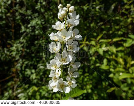 Close-up Shot Of White Flowers Of Small Tree The Bird Cherry, Hackberry, Hagberry Or Mayday Tree (pr