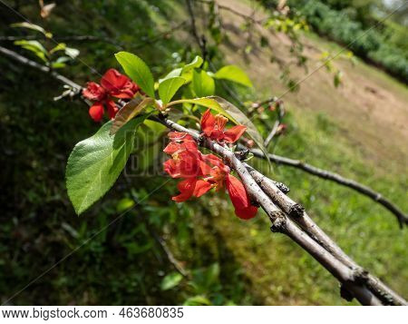 The Japanese Quince (chaenomeles X Superba (frahm)) Flowering With Deep Crimson Flowers In The Sprin