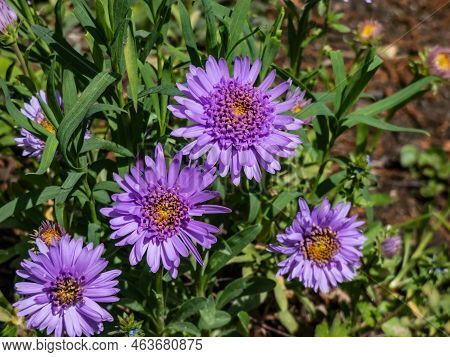 Close Up Shot Of The Alpin Aster Or Blue Alpine Daisy (aster Alpinus) Flowering With Large Daisy-lik