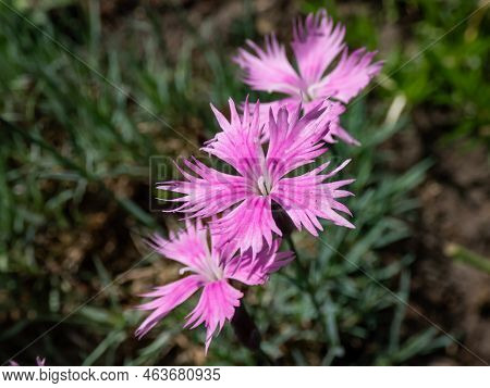 Common Pink, Garden Pink Or Wild Pink (dianthus Plumarius) Flowering With Symmetric Five-pettalled P