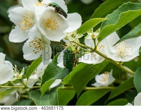 Macro Shot Of A Metallic Rose Chafer Or The Green Rose Chafer (cetonia Aurata) Crawling On A White F