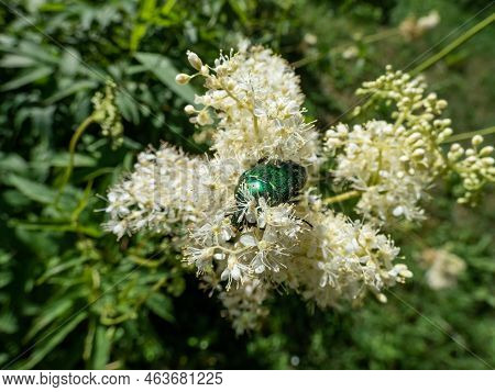 Macro Shot Of A Metallic Rose Chafer Or The Green Rose Chafer (cetonia Aurata) Crawling On A White F