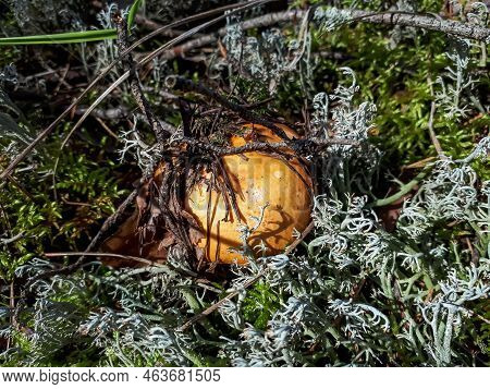 Close-up Shot Of Brightly Colored Yellow Mushroom (russula) Growing In The Forest Among Moss, Grass,