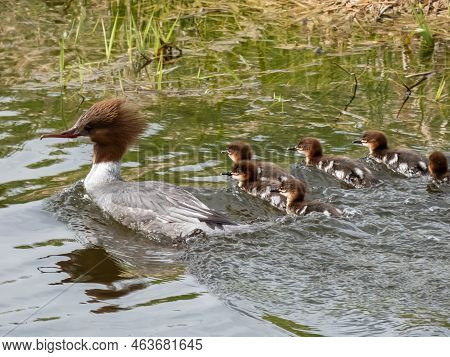 Small, Fluffy Chicks Together With Mother Of The Goosander (common Merganser) (mergus Merganser) Swi