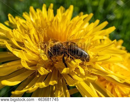 Macro Shot Of A Single Bee Covered With Yellow Pollen On A Yellow Dandellion Flower (lion's Tooth) F