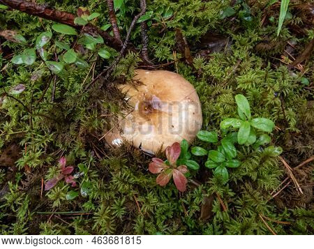 Close-up Shot Of Brightly Colored Pink And White Mushroom (russula) Growing In The Forest Among Moss