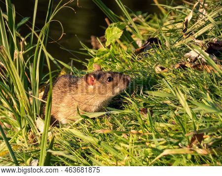 Close-up Of The Common Rat (rattus Norvegicus) With Dark Grey And Brown Fur In Green Grass. Wildlife