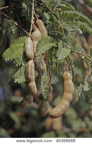 Tamarinde, Tamarindus Indica