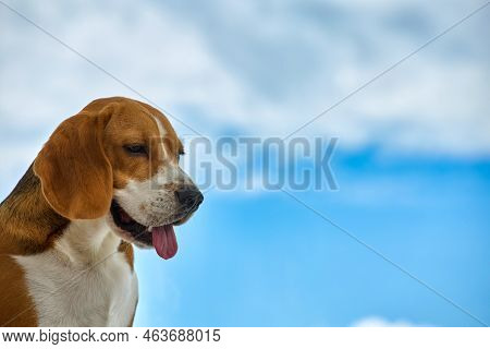 Purebred Dog Sits Against The Background Of The Sky Opened Its Mouth And Stuck Out Its Pink Tongue. 