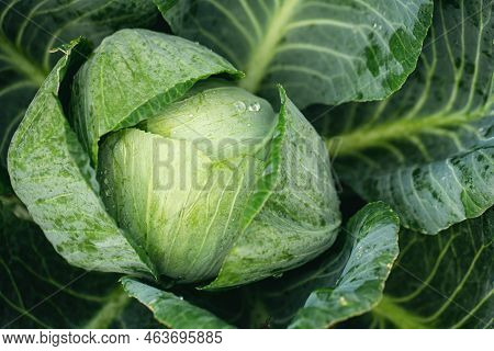 Fresh Ground-cabbage In The Garden Close-up, Textured Natural Background.