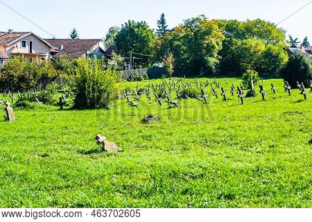 The Old Military Cemetery At Tranžament, Petrvovaradin.