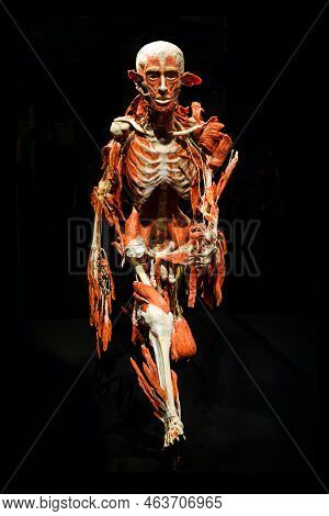 Moscow, Russia - May 05, 2021: Famous Anatomy Exhibition Body Worlds Where Plastinated Bodies Are Ex