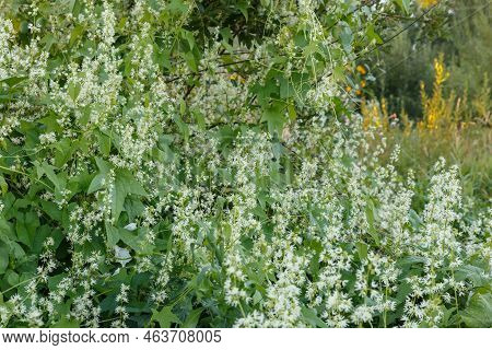 Thick Thickets Of Echinocystis Blooming In Garden. Echinocystis Commonly Called Wild Cucumber, Prick