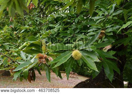 October, Hedgehog On The Branch Of  Chestnut Tree. I Ricci Cominciano Ad Aprirsi Lasciando Cadere I 