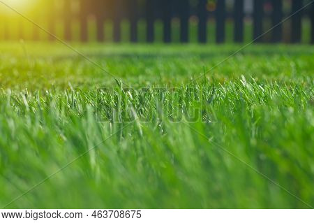 Close Up Of Green Lawn On A Sunny Day. Selective Focus.
