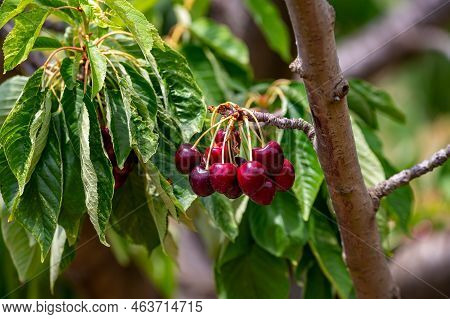 Sweet Ripe Black Cherry Berries Hanging On Cherry Tree In Fruit Orchard Near Venasque Village, Luber