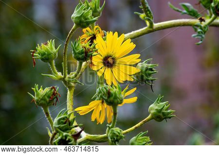 Yellow Flowers Heads Of Silphium Laciniatum Or Compass Plant Growing In Garden