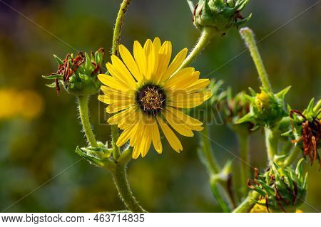 Yellow Flowers Heads Of Silphium Laciniatum Or Compass Plant Growing In Garden