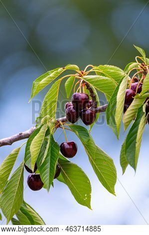 Sweet Ripe Black Cherry Berries Hanging On Cherry Tree In Fruit Orchard Near Venasque Village, Luber
