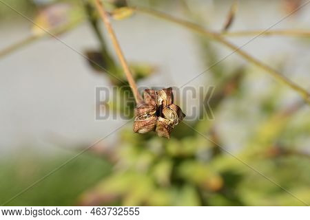 Henrys Lily Seed Pod In The Garden