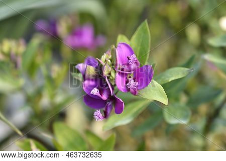 Myrtle-leaf Milkwort Pink Flowers In The Garden