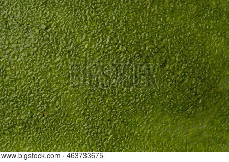 Pond Weed Duck Weed Plant Covering A Still Water Sites Creating Good Wildlife Habitat