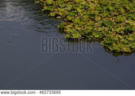 Pond Weed Duck Weed Plant Covering A Still Water Sites Creating Good Wildlife Habitat