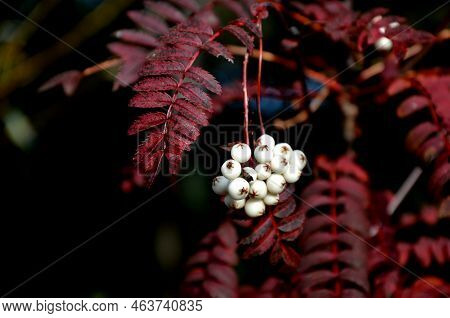 This Deciduous Shrub Or Small Tree Has Petioled, Pinnate, Green Leaves.  Oblong-lanceolate, Gray Gre