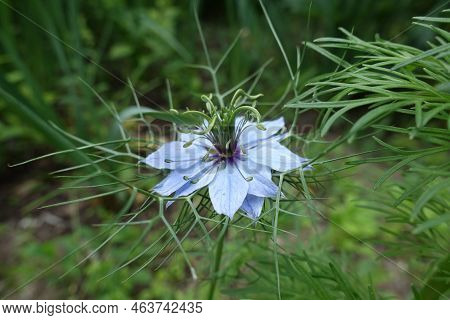 Close View Of Light Blue Flower Of Nigella Damascena In June