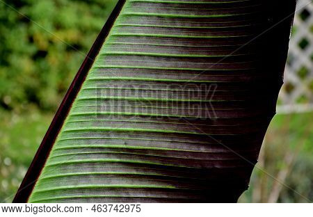 Foliage Garden, Botany   banana Like Leaf Blades Of Up To 5 M Tall By 1 M  Wide, On The Top Varying 