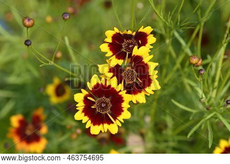 Plains Tickseed Mahagony And Yellow Flowers In The Garden