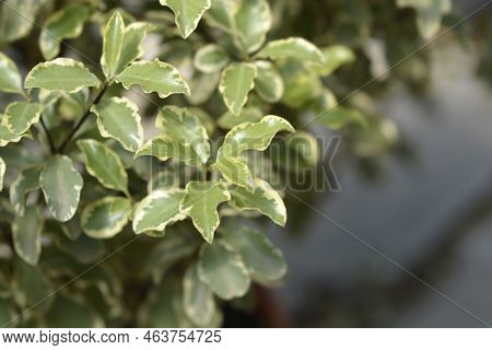 Variegated Kohuhu Silver Queen Leaves In The Spring