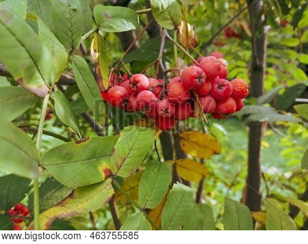 Red Rowan Berries On A Green Tree. Among The Green Foliage Grow Red Berries Of Rowan. Bunches Of Row