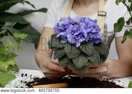 Woman Gardener Potting New Plant And Repotting Pot For House Plant .plants Care Concept