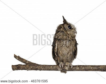 Cute Brown Indian Scops Owl Aka Otus Bakkamoena, Sitting On Branch. Looking Side Ways Away From Came
