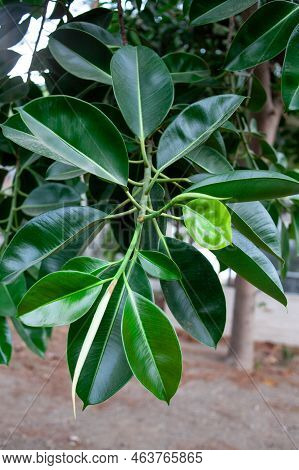 Ficus Benjamina Tree Leaves. Ficus Benjamina Foliage. Green Leaves Foliage. Green Bush In A Tropical