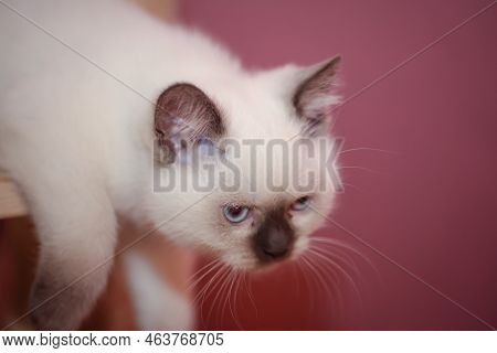 Portrait Of A Domestic Cat, A Cat Which Is Kept As A Pet.