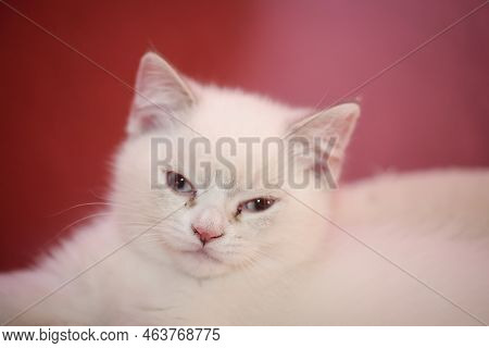 Portrait Of A Domestic Cat, A Cat Which Is Kept As A Pet.