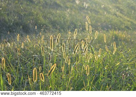 Yellow Foxtail (setaria Pumila) In The Field