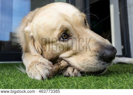 A Young Male Golden Retriever Is Eating A Bone Outside In Front Of A Patio Window On Artificial Gras