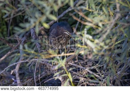 The Young Green Heron (butorides Virescens) On The Hunt