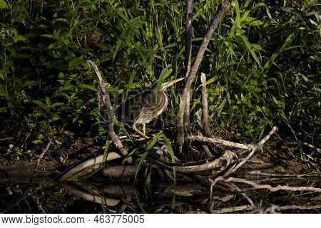 The Young Green Heron (butorides Virescens) On The Hunt