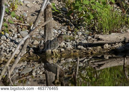 The Young Green Heron (butorides Virescens) On The Hunt